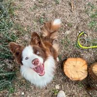 Border collie linea expo per monta