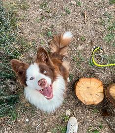 Border collie linea expo per monta