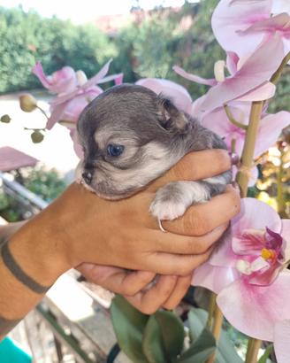 Cuccioli di chihuahua