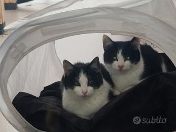 Cucciole di 3/4 mesi