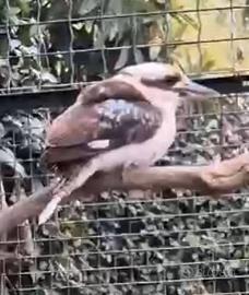 Kokaburra e ghiandaie