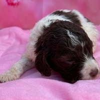 Lagotto romagnolo