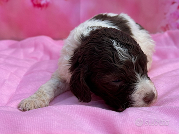 Lagotto romagnolo