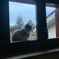 Vendita villa in quadrifamiliare ma indipendente