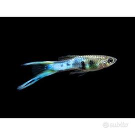 Poecilia Wingei - Endler