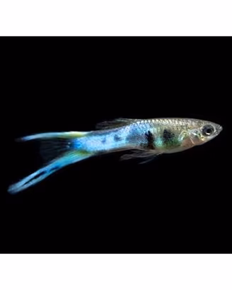 Poecilia Wingei - Endler