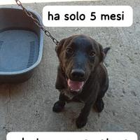 ROCKY CUCCIOLO 5 MESI taglia media