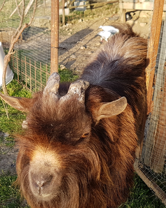 Capretto tibetano