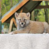 Cucciola di Shiba Inu fulva