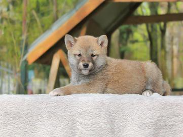 Cucciola di Shiba Inu fulva