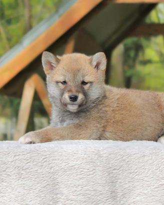 Cucciola di Shiba Inu fulva