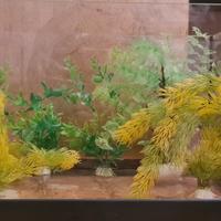 Vasca acquario Haquoss 25 litri con 5 piante 