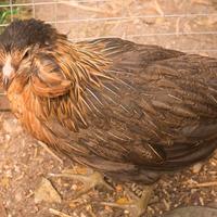 C.E.R.C.O araucana galline dal uovo azzurro