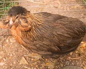 C.E.R.C.O araucana galline dal uovo azzurro