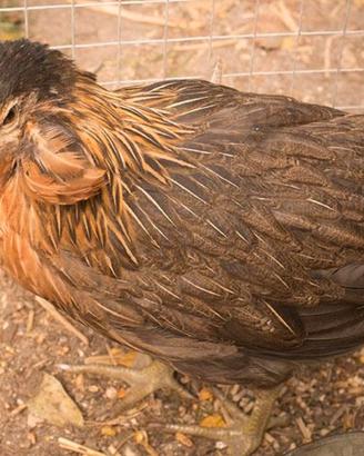C.E.R.C.O araucana galline dal uovo azzurro