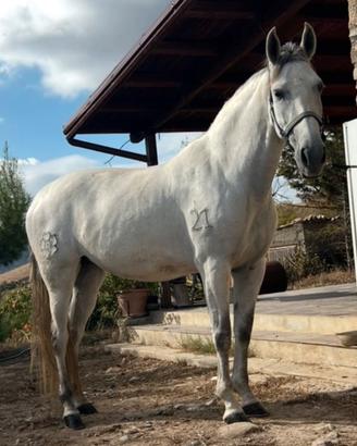 Cavallo