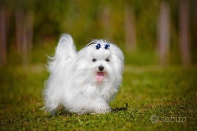 Maltese cuccioli