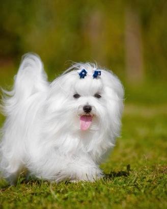 Maltese cuccioli