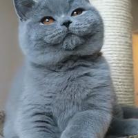 British shorthair Maschio Blue