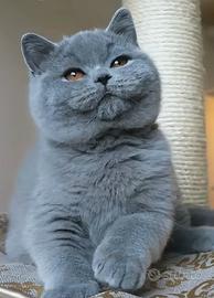 British shorthair Maschio Blue