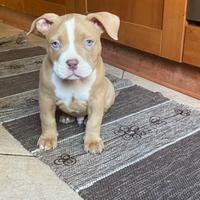 American bully