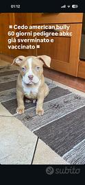 American bully