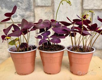 Oxalis triangularis
