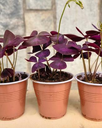 Oxalis triangularis