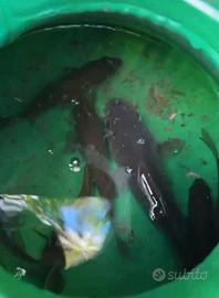 Carassi per Vivo/acquario