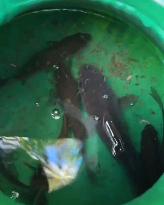 Carassi per Vivo/acquario