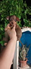 Pincher mini toy chocolat