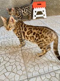 Gatto Bengala: natura selvaggia,cuore domestico ;)