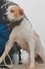 Incrocio Pointer esperto da caccia al cinghiale