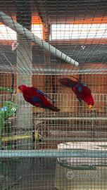 Pappagallo eos bornea lori rosso