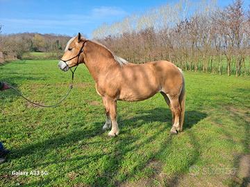Cavalla haflinger