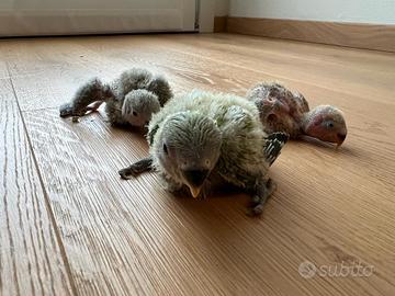 Pulli di pappagalli inseparabili roseicollis