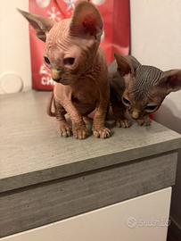 Sphynx