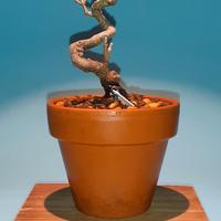 bonsai mame di acero dell'Amur 2