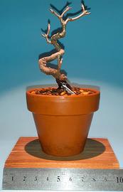 bonsai mame di acero dell'Amur 2