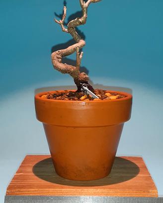 bonsai mame di acero dell'Amur 2
