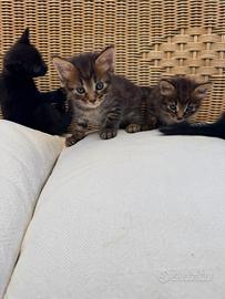 Quattro Gattini