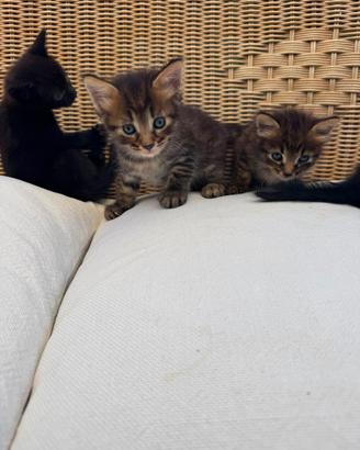 Quattro Gattini