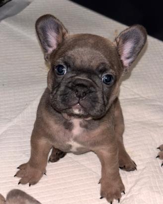 Bulldog francese