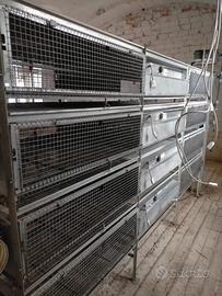 Gabbia riscaldata per pulcini