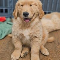 Cuccioli Golden Retriever Americani con Pedigree