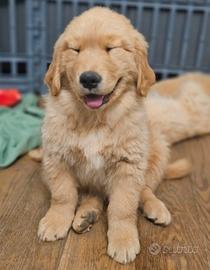 Cuccioli Golden Retriever Americani con Pedigree