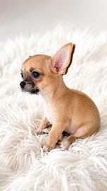 Chihuahua femminuccia