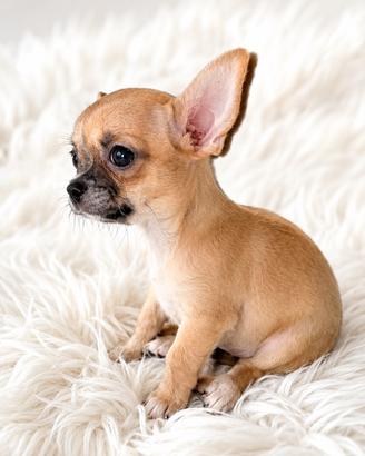 Chihuahua femminuccia