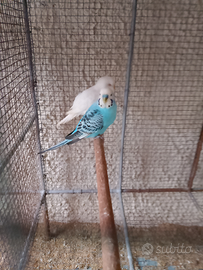 Ultime coppie cocorite