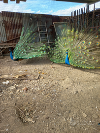 Pavoni adulti maschi